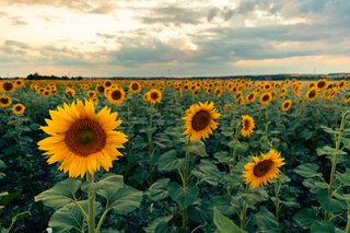 Rolling countryside and sunflower fields in Le Gers, France. Rolling countryside and sunflower fields in Le Gers, France.