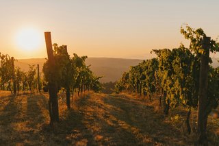 Vignes dans l’appellation Cabardès, près de Carcassonne, en Occitanie