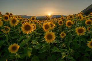 Champs de tournesols dans le sud de la France.