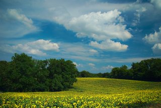 Des champs de tournesols jaunes éclatants en pleine floraison, sous un ciel bleu, dans la région du Gers, dans le Sud-Ouest de la France. Des champs de tournesols jaunes éclatants en pleine floraison, sous un ciel bleu, dans la région du Gers, dans le Sud-Ouest de la France.
