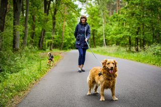 Une personne qui promène ses chiens dans de superbes paysages de campagne en France : une image qui illustre les secrets d’un mode de vie français axés sur la nature, l’activité physique et le bien-être. Une personne qui promène ses chiens dans de superbes paysages de campagne en France : une image qui illustre les secrets d’un mode de vie français axés sur la nature, l’activité physique et le bien-être.